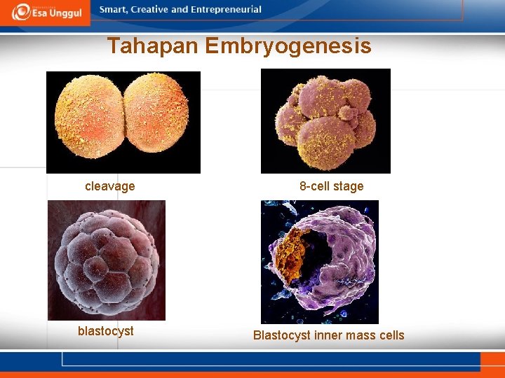 Tahapan Embryogenesis cleavage blastocyst 8 -cell stage Blastocyst inner mass cells 