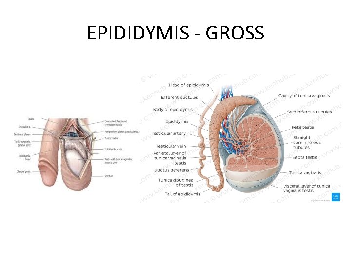 EPIDIDYMIS - GROSS 