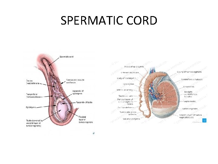 SPERMATIC CORD 