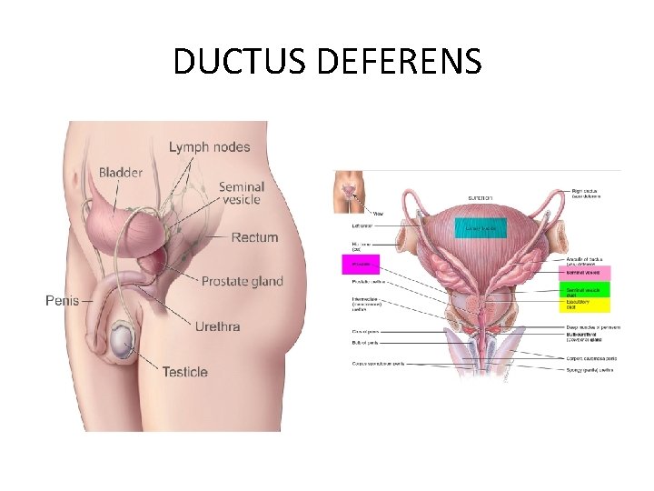 DUCTUS DEFERENS 