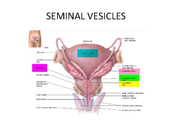 SEMINAL VESICLES 