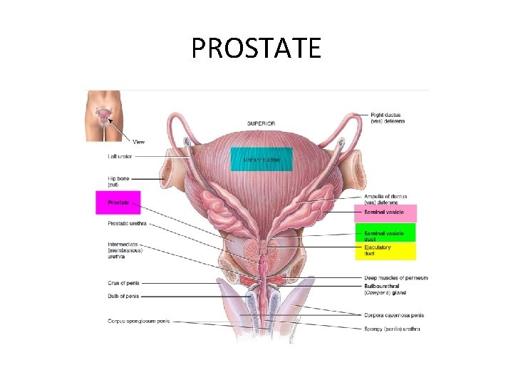 PROSTATE 