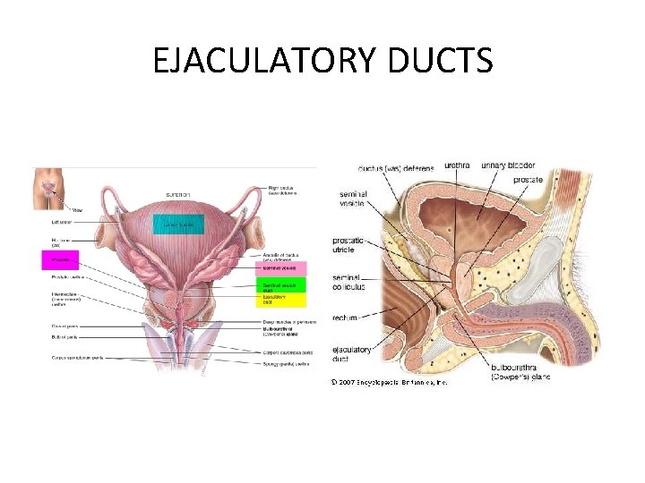 EJACULATORY DUCTS 