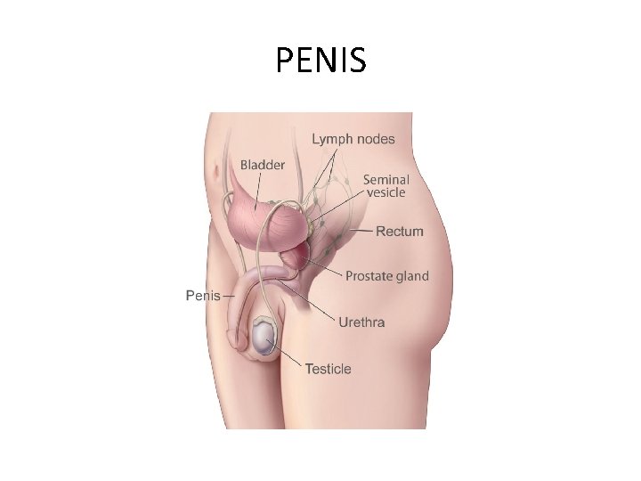 PENIS 