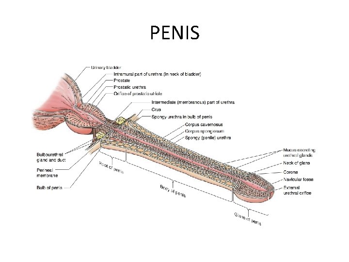 PENIS 