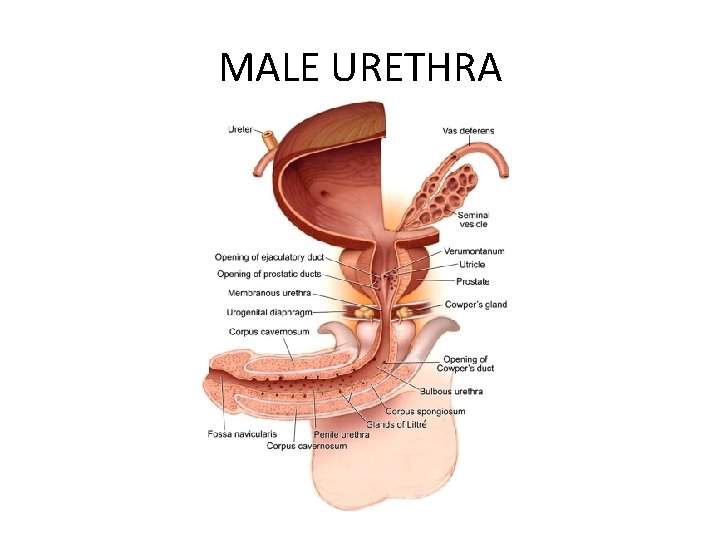 MALE URETHRA 