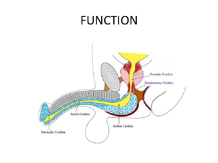 FUNCTION 