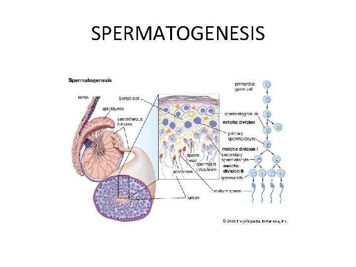 SPERMATOGENESIS 