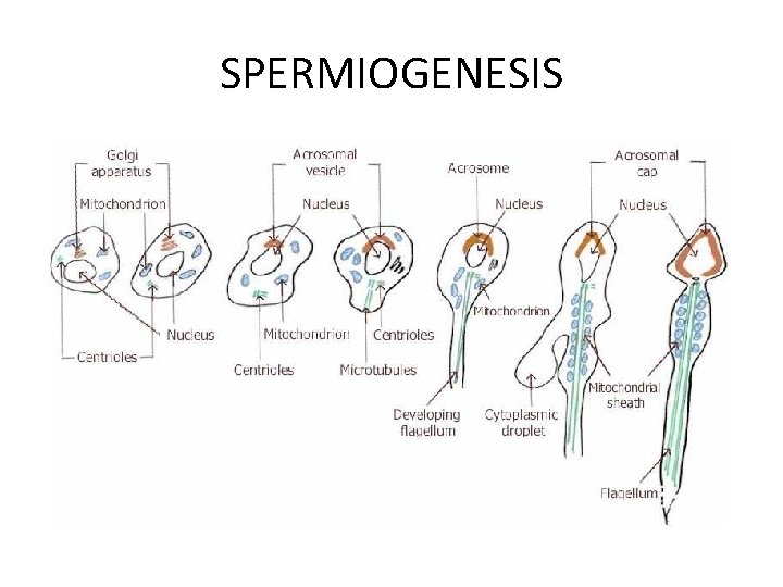 SPERMIOGENESIS 