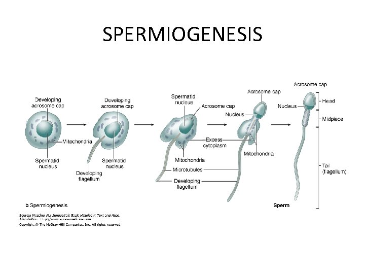 SPERMIOGENESIS 