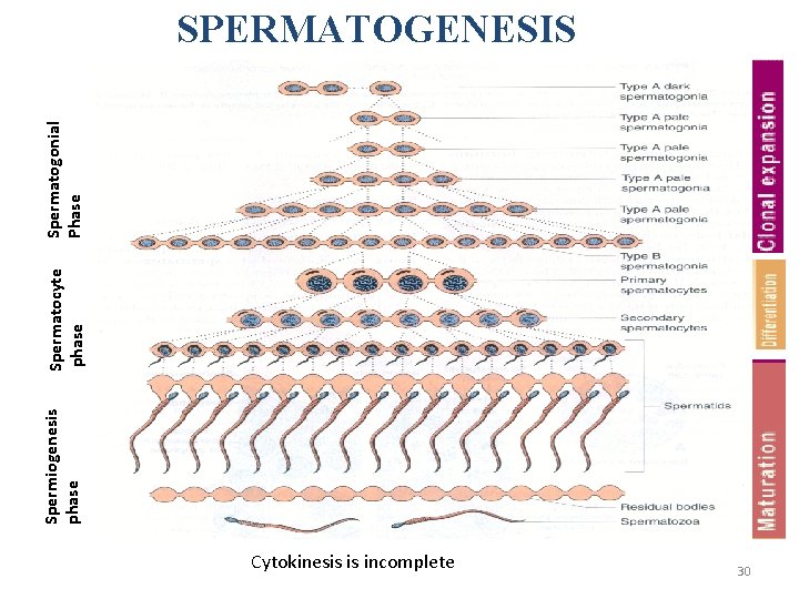 Spermiogenesis phase Spermatocyte phase Spermatogonial Phase SPERMATOGENESIS Cytokinesis is incomplete 30 