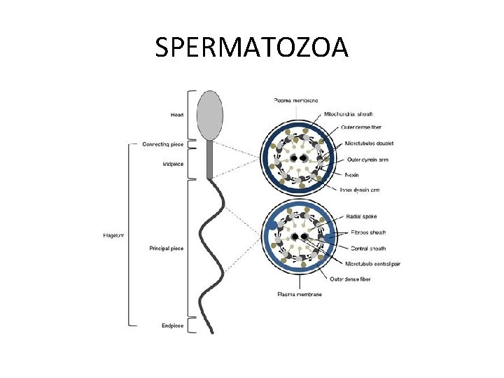 SPERMATOZOA 