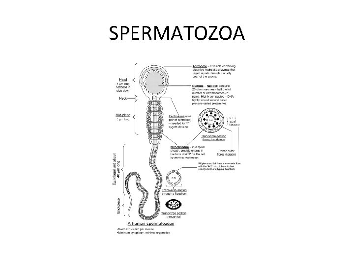 SPERMATOZOA 