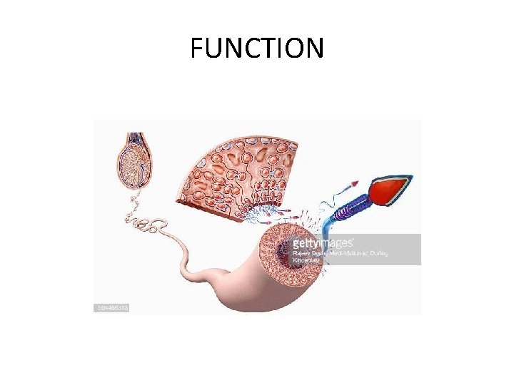 FUNCTION 