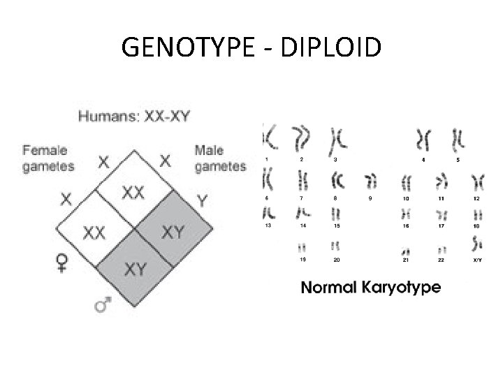GENOTYPE - DIPLOID 