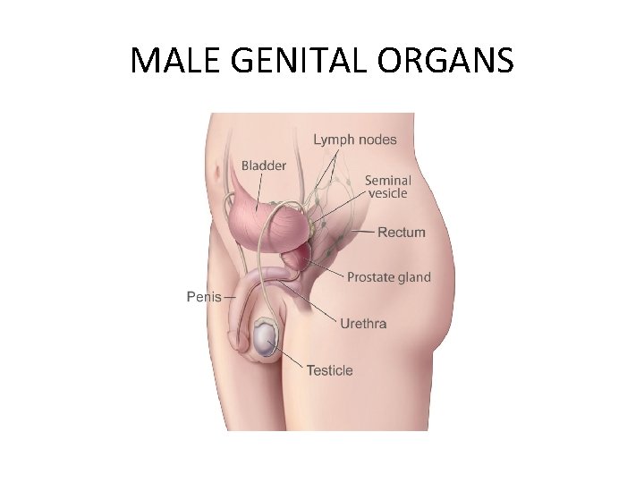MALE GENITAL ORGANS 