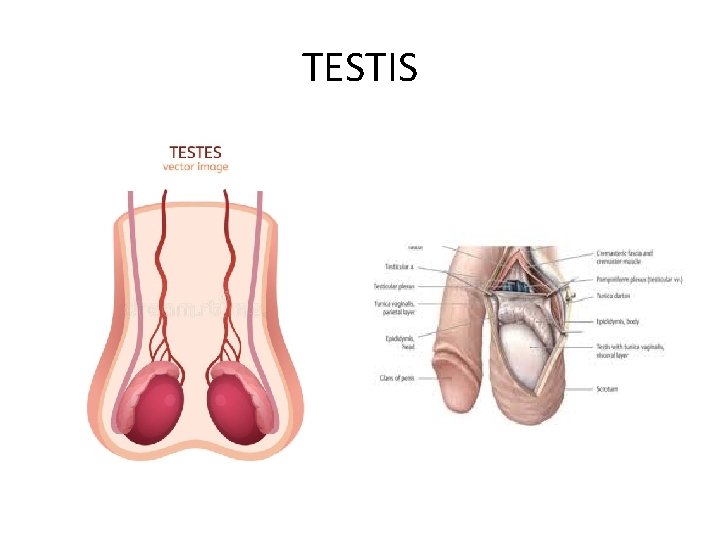 TESTIS 