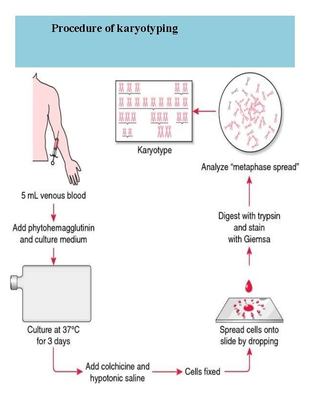 Procedure of karyotyping 