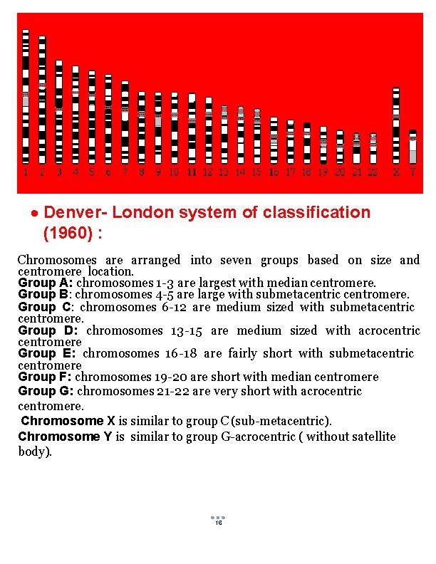  Denver- London system of classification (1960) : Chromosomes are arranged into seven groups