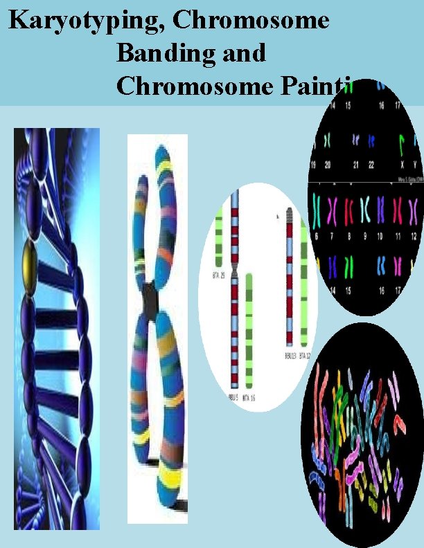 Karyotyping, Chromosome Banding and Chromosome Painting 