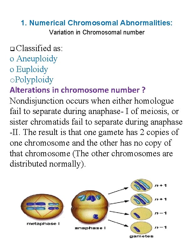 1. Numerical Chromosomal Abnormalities: Variation in Chromosomal number Classified as: o Aneuploidy o Euploidy