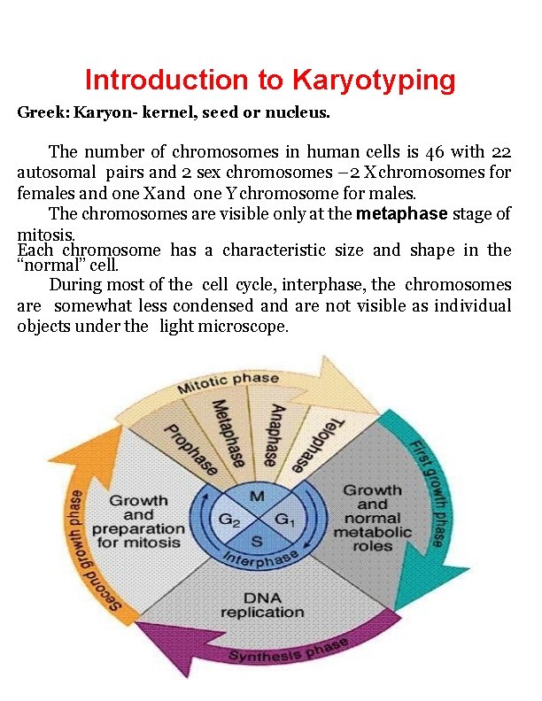 Introduction to Karyotyping Greek: Karyon- kernel, seed or nucleus. The number of chromosomes in