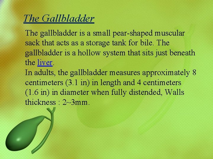 The Gallbladder The gallbladder is a small pear-shaped muscular sack that acts as a