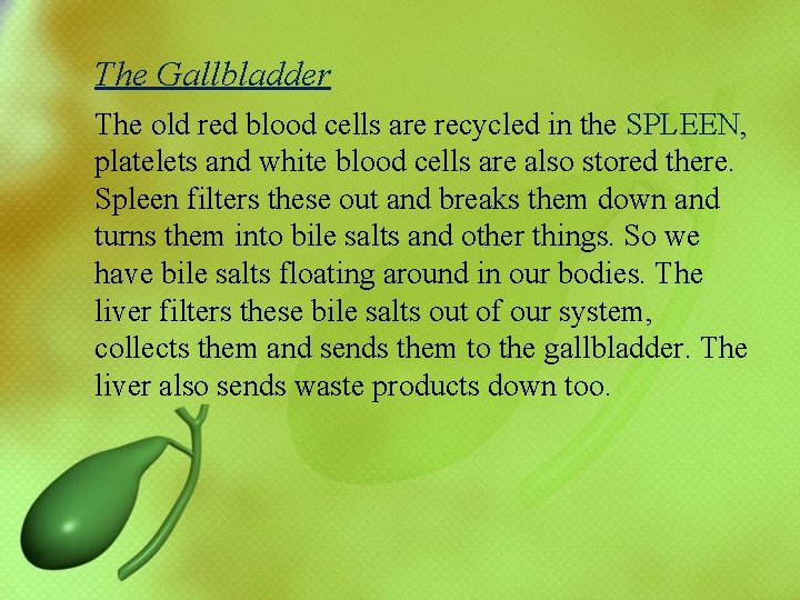 The Gallbladder The old red blood cells are recycled in the SPLEEN, platelets and