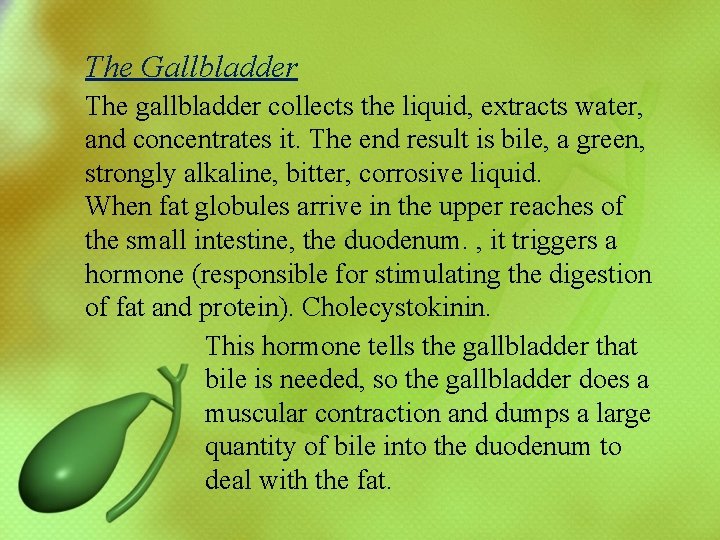 The Gallbladder The gallbladder collects the liquid, extracts water, and concentrates it. The end