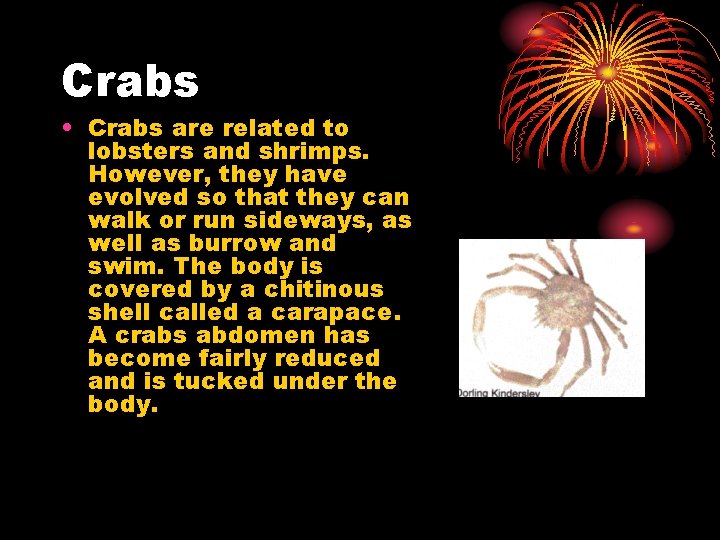 Crabs • Crabs are related to lobsters and shrimps. However, they have evolved so