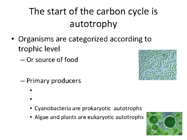 The start of the carbon cycle is autotrophy • Organisms are categorized according to