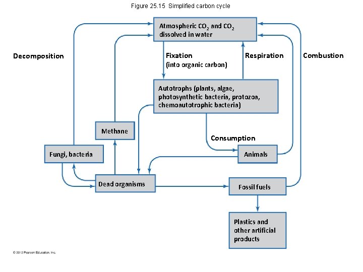 Figure 25. 15 Simplified carbon cycle Atmospheric CO 2 and CO 2 dissolved in