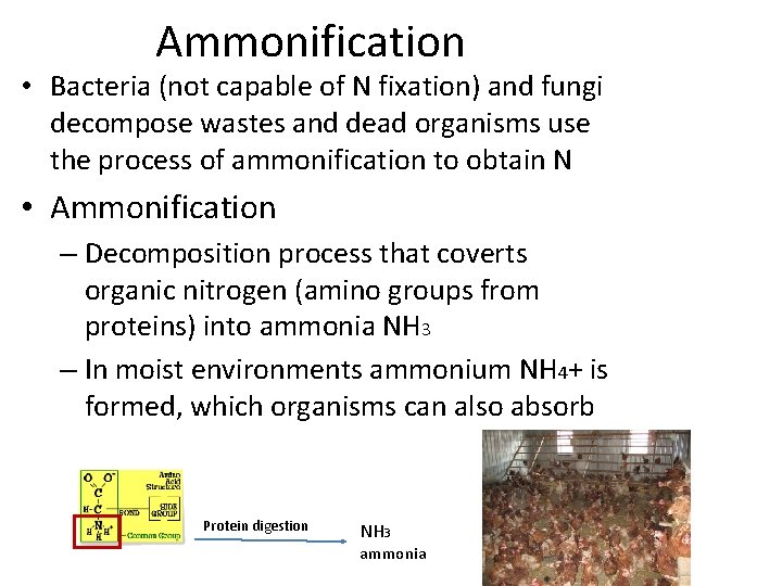 Ammonification • Bacteria (not capable of N fixation) and fungi decompose wastes and dead