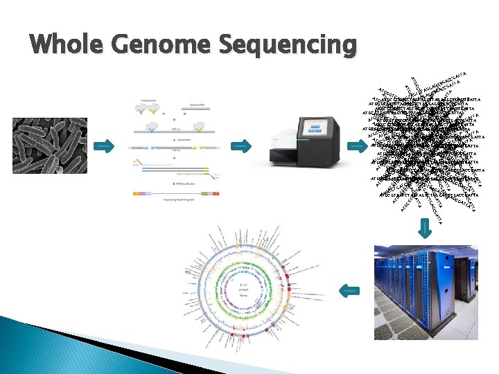 Whole Genome Sequencing AT AT GT GC AT AT GC GC AGTTG TGG CAG