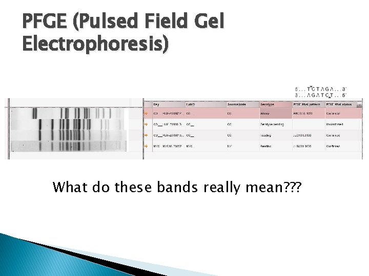 PFGE (Pulsed Field Gel Electrophoresis) What do these bands really mean? ? ? 