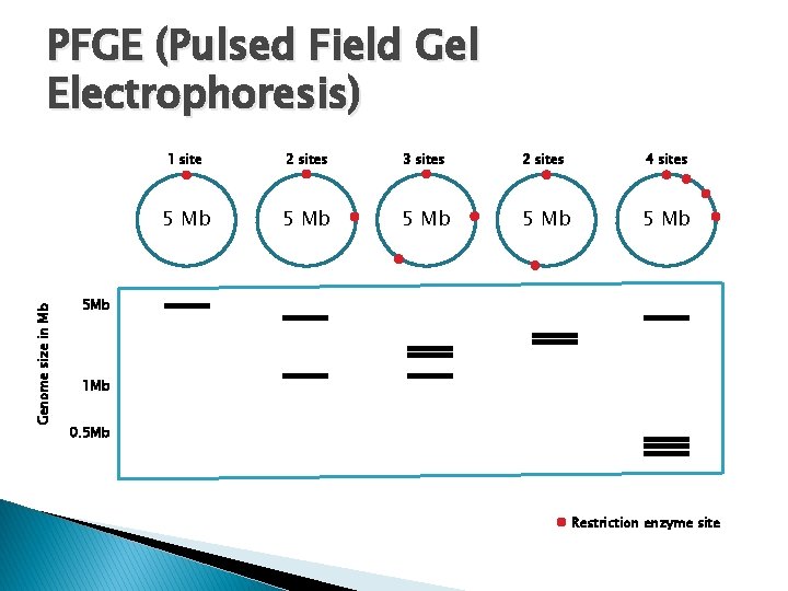 Genome size in Mb PFGE (Pulsed Field Gel Electrophoresis) 1 site 2 sites 3