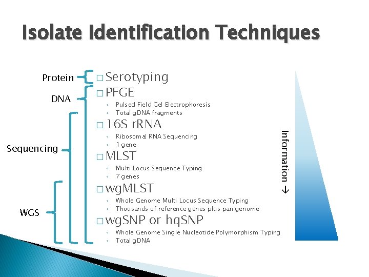 Isolate Identification Techniques Protein DNA � Serotyping � PFGE Pulsed Field Gel Electrophoresis Total