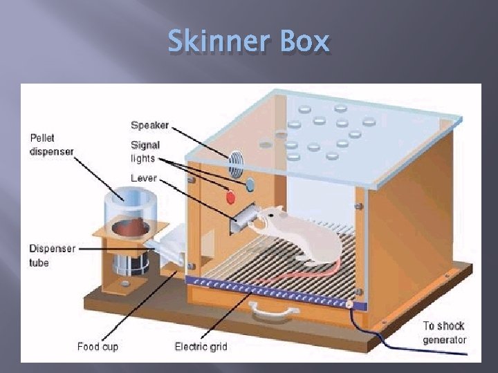 Skinner Box 