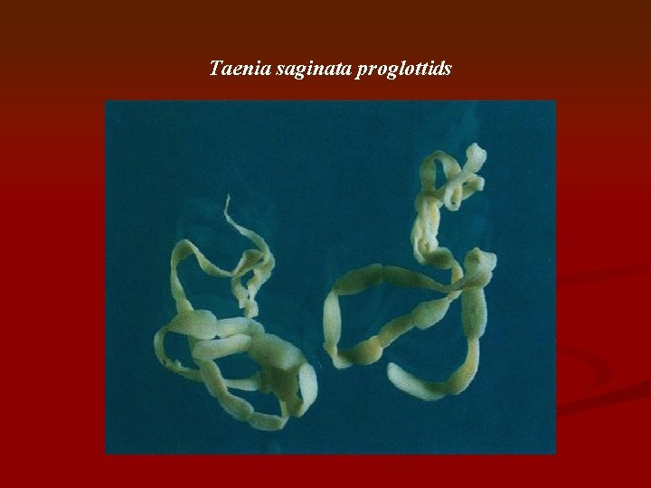 Taenia saginata proglottids 