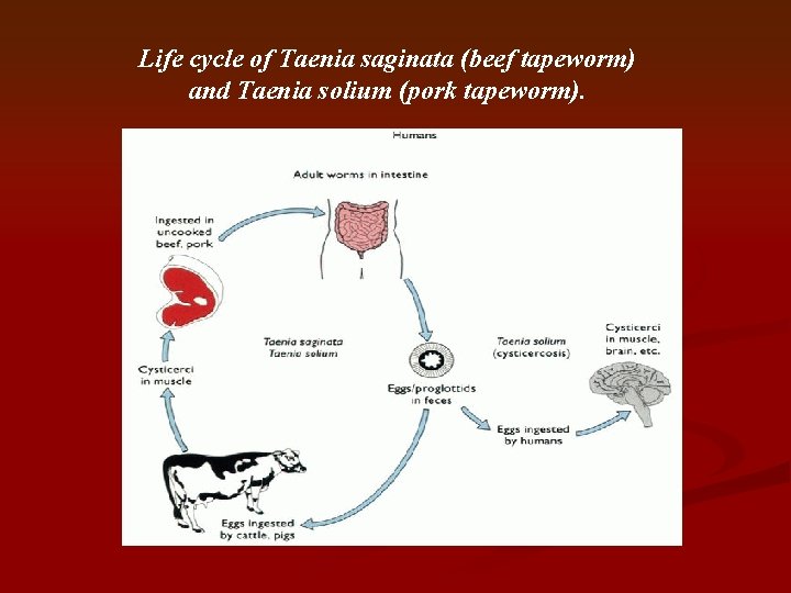 Life cycle of Taenia saginata (beef tapeworm) and Taenia solium (pork tapeworm). 