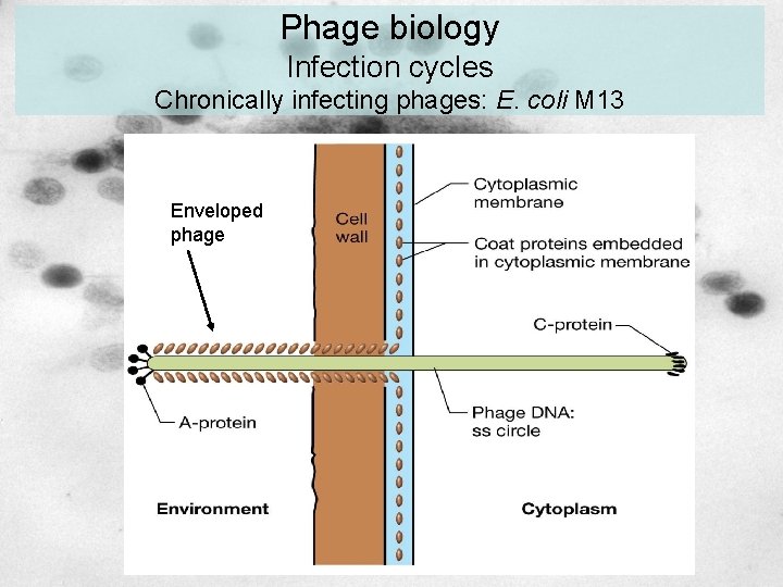 Phage biology Infection cycles Chronically infecting phages: E. coli M 13 Enveloped phage 