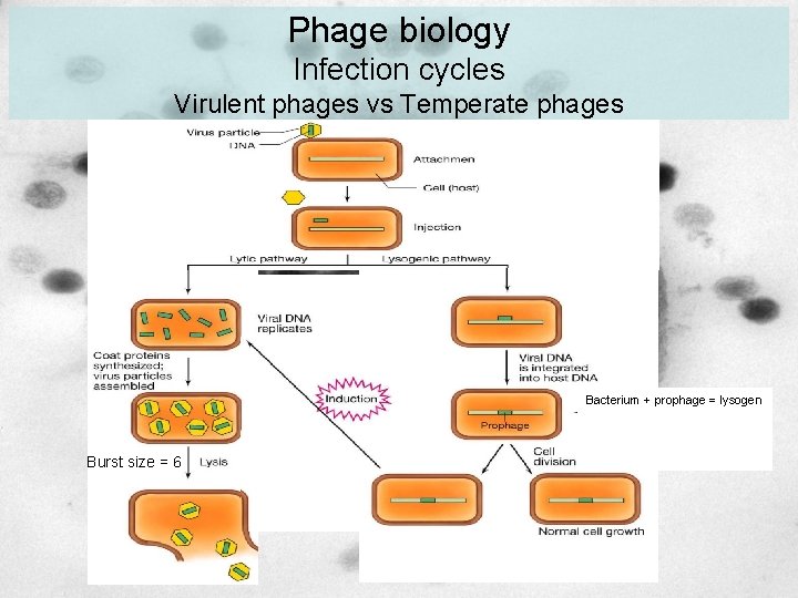 Phage biology Infection cycles Virulent phages vs Temperate phages Lytic cycle Lysogenic cycle Bacterium