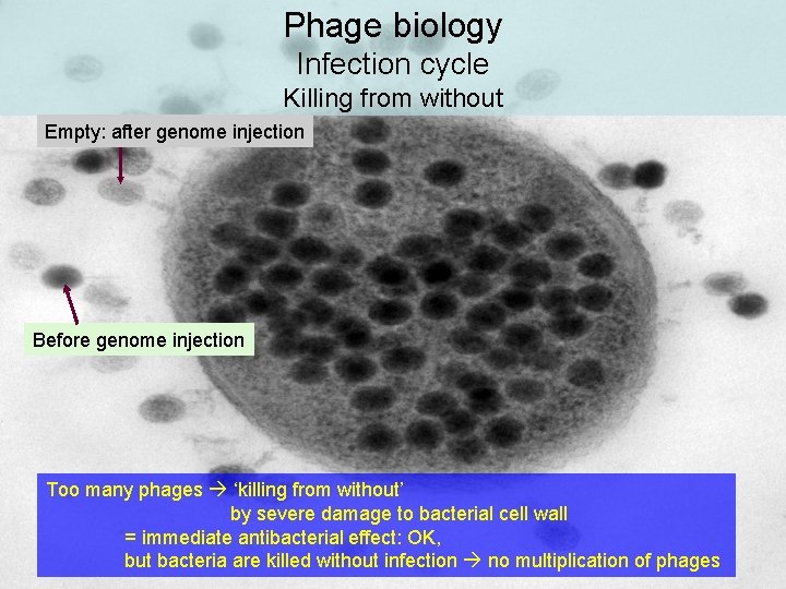 Phage biology Infection cycle Killing from without Empty: after genome injection Before genome injection