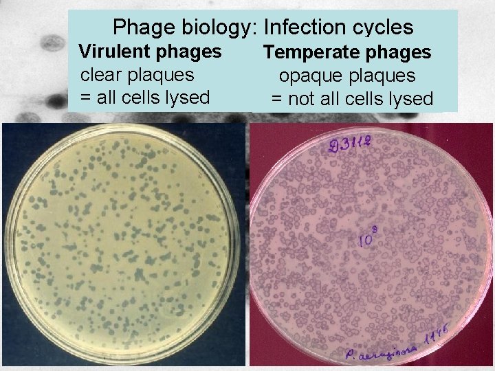 Phage biology: Infection cycles Virulent phages clear plaques = all cells lysed Temperate phages