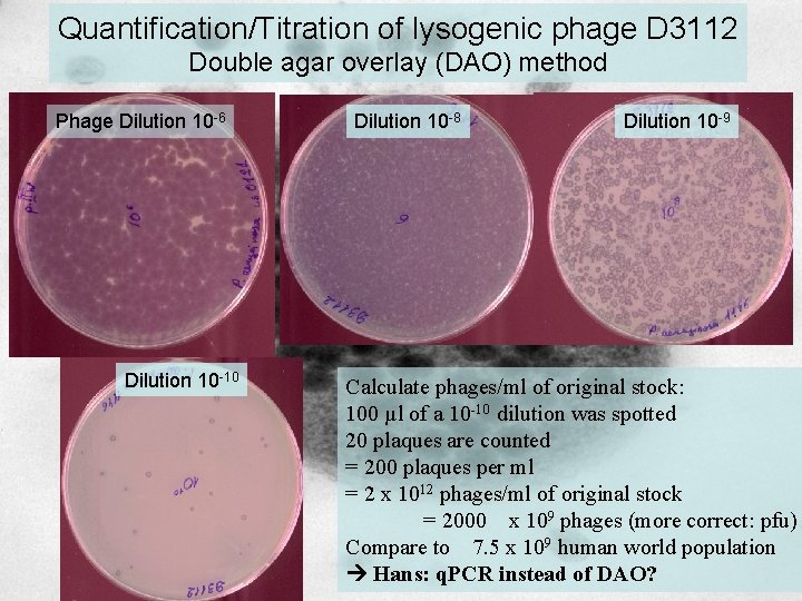 Quantification/Titration of lysogenic phage D 3112 Double agar overlay (DAO) method Phage Dilution 10