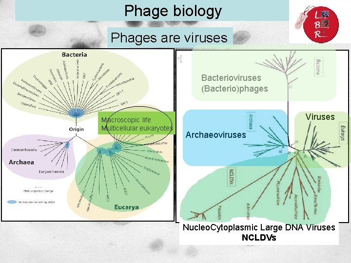 Phage biology Phages are viruses Bacterioviruses (Bacterio)phages Macroscopic life Multicellular eukaryotes Viruses Archaeoviruses Nucleo.