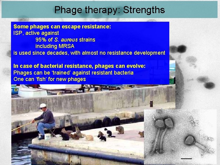Phage therapy: Strengths Some phages can escape resistance: ISP, active against 95% of S.