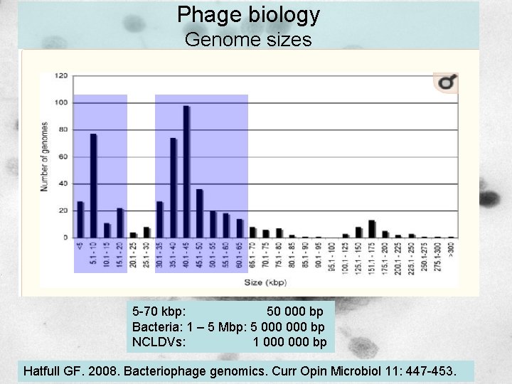 Phage biology Genome sizes 5 -70 kbp: 50 000 bp Bacteria: 1 – 5