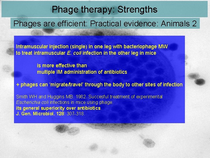 Phage therapy: Strengths Phages are efficient: Practical evidence: Animals 2 Intramuscular injection (single) in