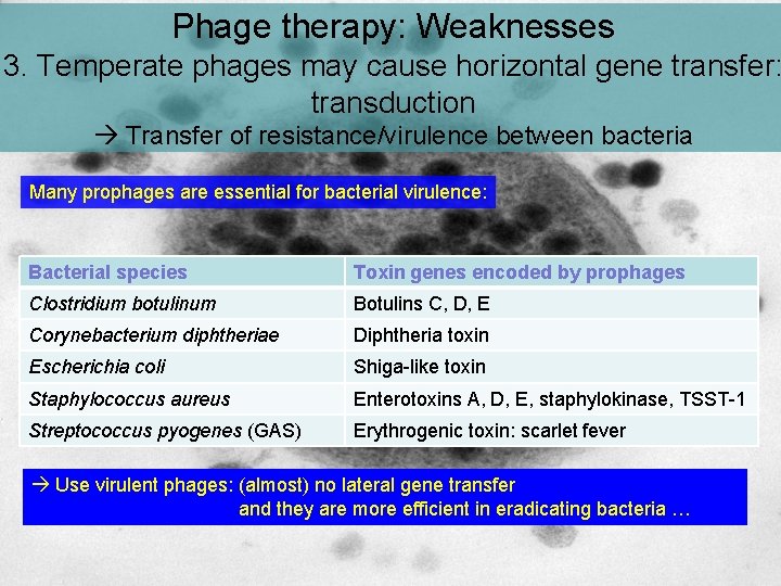 Phage therapy: Weaknesses 3. Temperate phages may cause horizontal gene transfer: transduction Transfer of